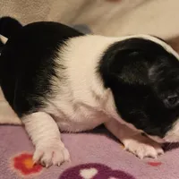 Di (T-Cup, Call-Text), a female Chihuahua for sale in Cape Girardeau, MO – Photo 5 of 10