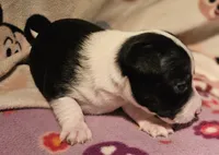 Di (Call-Text), a female Chihuahua for sale in Cape Girardeau, MO – Photo 5 of 10