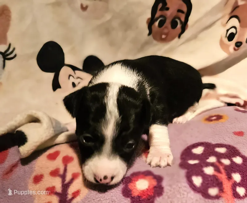 Di (Smallest, Call-Text) – Chihuahua puppy for sale in Cape Girardeau, MO