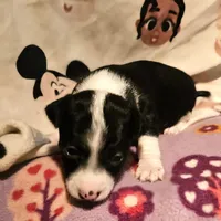 Di (T-Cup, Call-Text), a female Chihuahua for sale in Cape Girardeau, MO – Photo 2 of 10