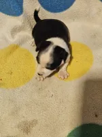 Drew (T-Cup, Call-Text), a male Chihuahua for sale in Cape Girardeau, MO – 10 of 10