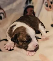 Charley (Call-Text), a male Chihuahua for sale in Cape Girardeau, MO – Photo 1 of 10