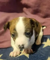 Charley (T-Cup, Call-Text), a male Chihuahua for sale in Cape Girardeau, MO – Photo 7 of 10