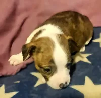 Charley (T-Cup, Call-Text), a male Chihuahua for sale in Cape Girardeau, MO – Photo 5 of 10