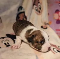 Charley (Call-Text), a male Chihuahua for sale in Cape Girardeau, MO – Photo 7 of 10
