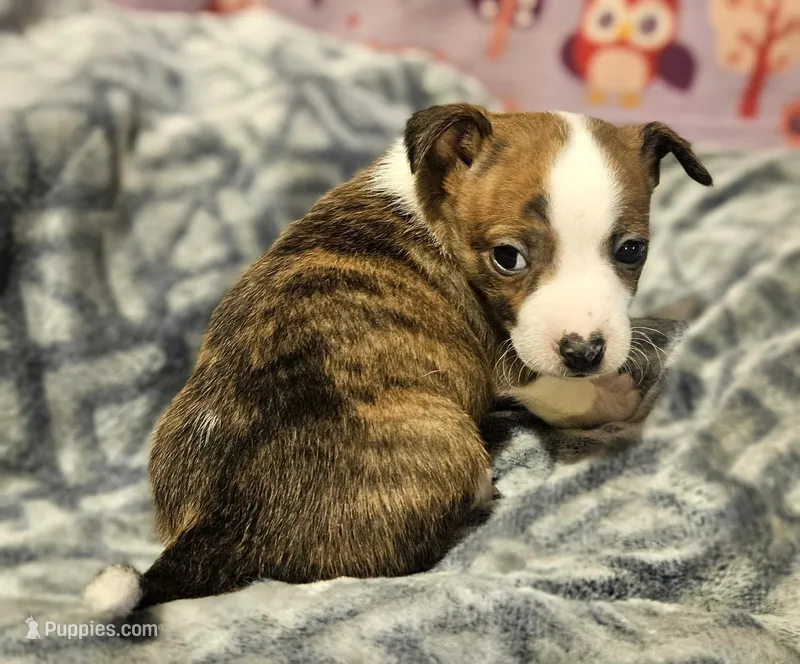 Charley (Call-Text) – Chihuahua puppy for sale in Cape Girardeau, MO