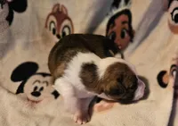 Charley (Call-Text), a male Chihuahua for sale in Cape Girardeau, MO – Photo 3 of 10