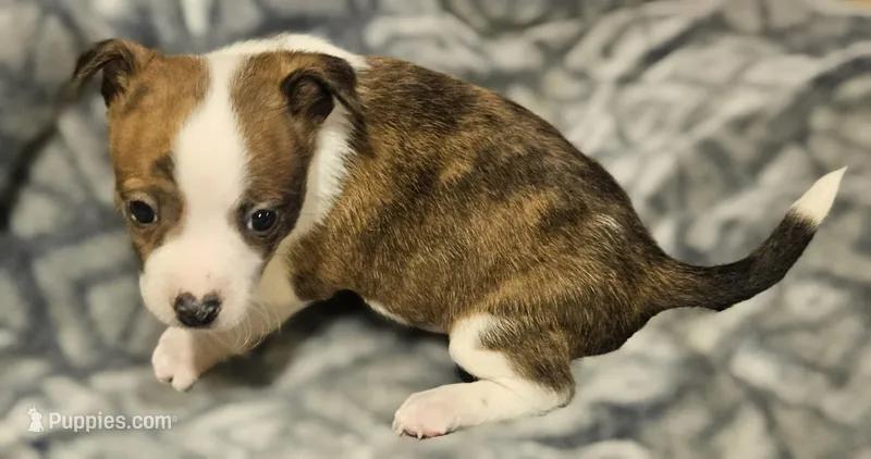 Charley (T-Cup, Call-Text) – Chihuahua puppy for sale in Cape Girardeau, MO