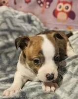 Charley (T-Cup, Call-Text), a male Chihuahua for sale in Cape Girardeau, MO – Photo 8 of 10