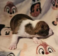 Charley (Call-Text), a male Chihuahua for sale in Cape Girardeau, MO – Photo 10 of 10