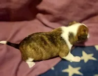 Charley (T-Cup, Call-Text), a male Chihuahua for sale in Cape Girardeau, MO – Photo 4 of 10