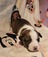 Charley (Call-Text), a male Chihuahua for sale in Cape Girardeau, MO – Photo 2 of 10