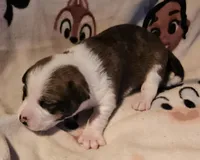 Charley (Call-Text), a male Chihuahua for sale in Cape Girardeau, MO – Photo 4 of 10