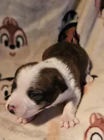 Charley (Call-Text), a male Chihuahua for sale in Cape Girardeau, MO – Photo 9 of 10