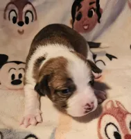 Charley (Call-Text), a male Chihuahua for sale in Cape Girardeau, MO – Photo 6 of 10