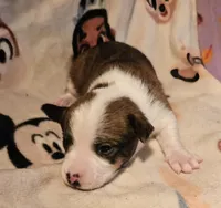 Charley (Call-Text), a male Chihuahua for sale in Cape Girardeau, MO – Photo 8 of 10