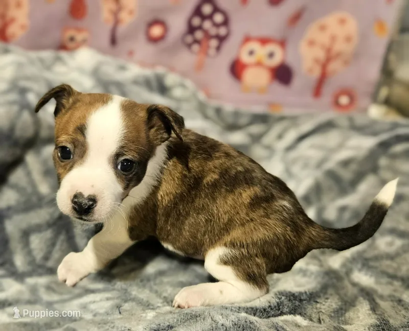 Charley (T-Cup, Call-Text) – Chihuahua puppy for sale in Cape Girardeau, MO