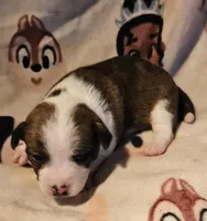 Charley (Call-Text), a male Chihuahua for sale in Cape Girardeau, MO – Photo 5 of 10