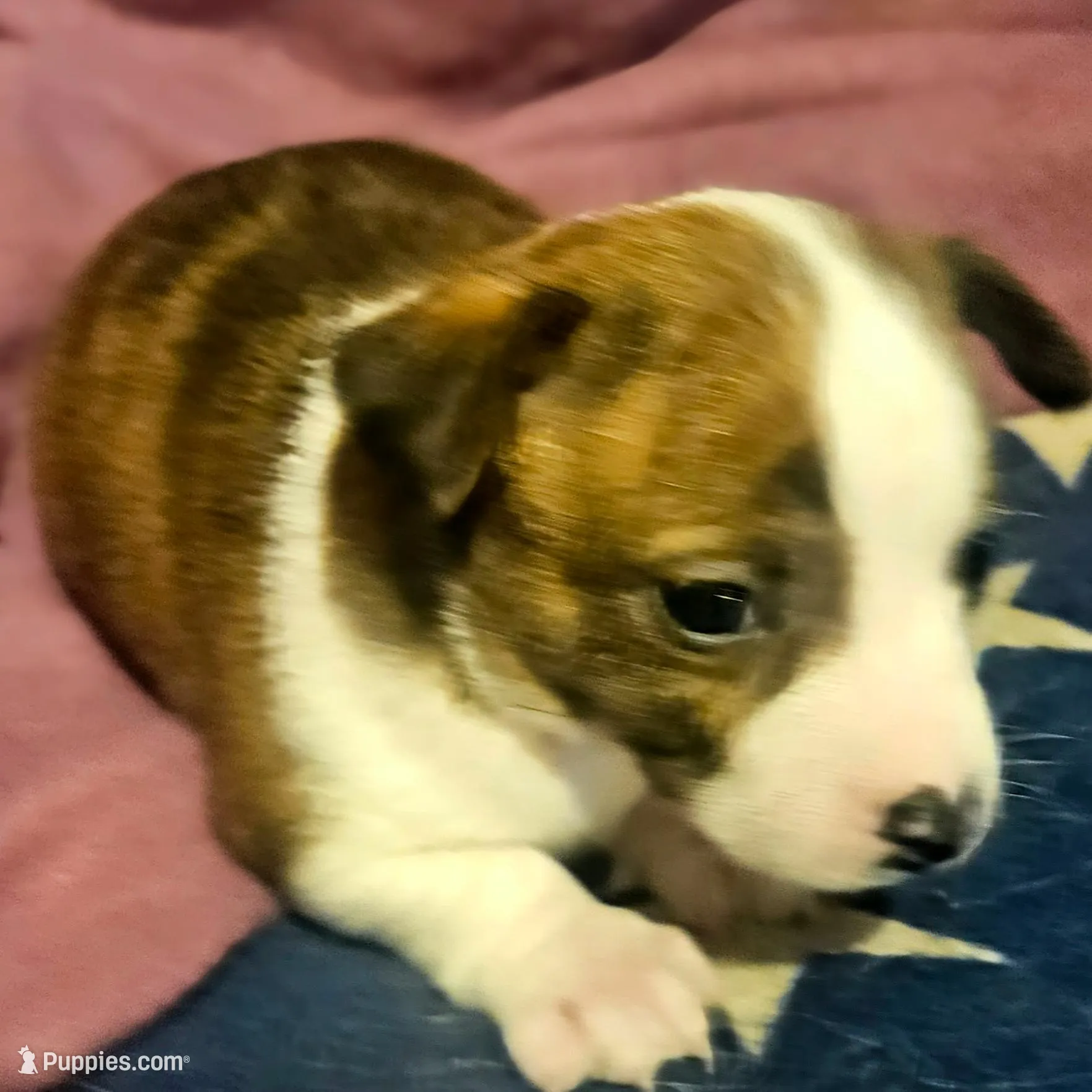 Charley (Call-Text) – Chihuahua puppy for sale in Cape Girardeau, MO