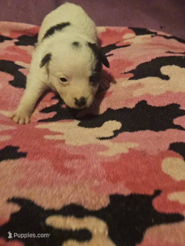 Billie (Call-Text) – Chihuahua puppy for sale in Cape Girardeau, MO