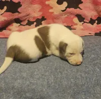 Suzy, a female Border Collie for sale in Cape Girardeau, MO – 7 of 10