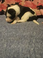 Tia, a female Border Collie for sale in Cape Girardeau, MO – 3 of 10