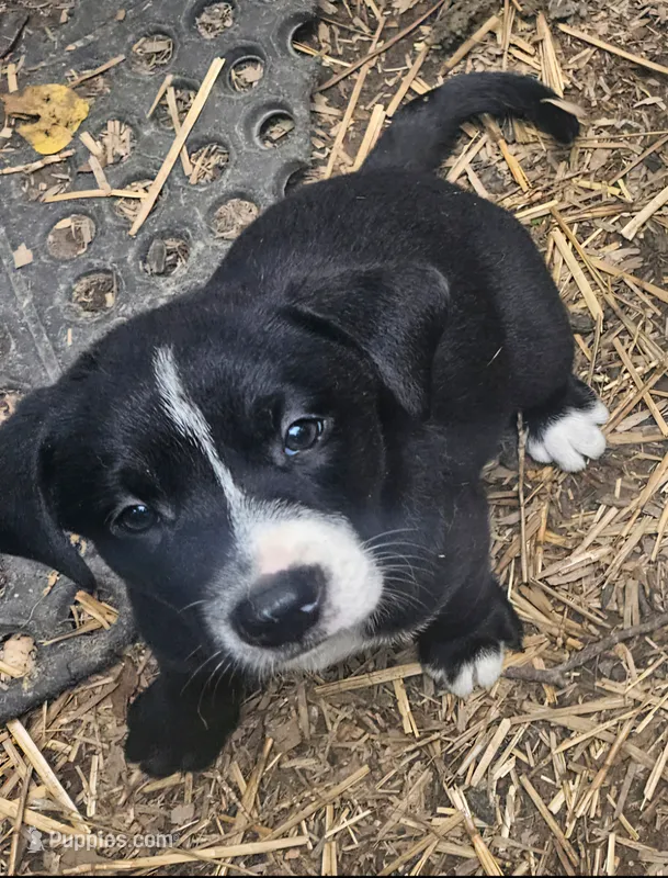 Girly – Border Collie puppy for sale in Cape Girardeau, MO