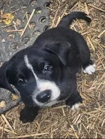Girly (Call-Text), a female Border Collie for sale in Cape Girardeau, MO – 2 of 10