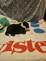 Misty (T-Cup), a female Chihuahua for sale in Cape Girardeau, MO – 4 of 10