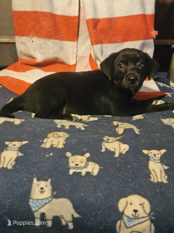 Charley (Blueish Eyes) – Border Collie puppy for sale in Cape Girardeau, MO
