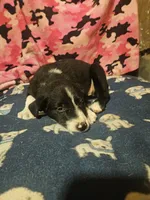 GiGi (Call-Text), a female Border Collie for sale in Cape Girardeau, MO – 10 of 10
