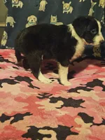 Noddy (Teddy Bear Chihuahua), a male Chihuahua for sale in Cape Girardeau, MO – 10 of 10