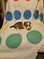 Frari (T-Cup, Call-Text), a female Chihuahua for sale in Cape Girardeau, MO – 8 of 10