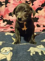 Filly (Lilac Color), a female Border Collie for sale in Cape Girardeau, MO – 3 of 9