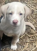Emily "Sable/EE Red", a female Border Collie for sale in Cape Girardeau, MO – 2 of 10