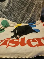 Girly, a female Border Collie for sale in Cape Girardeau, MO – 10 of 10