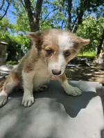 Suzy (Call-Text), a female Border Collie for sale in Cape Girardeau, MO – 3 of 7