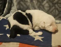 Inman, a male Border Collie for sale in Cape Girardeau, MO – 4 of 10