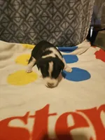 Bo (Perfect Markings), a male Border Collie for sale in Cape Girardeau, MO – 9 of 10