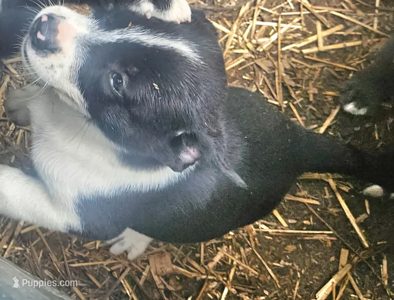 Bo (Call-Text) – Border Collie puppy for sale in Cape Girardeau, MO