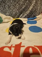 Misty (T-Cup), a female Chihuahua for sale in Cape Girardeau, MO – 10 of 10