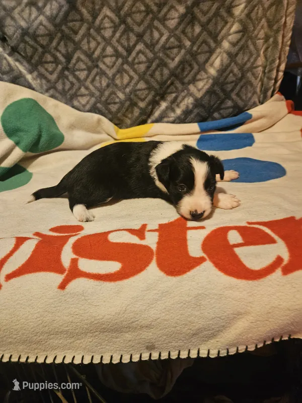 Noddy (T-Cup) – Chihuahua puppy for sale in Cape Girardeau, MO