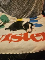 Noddy (T-Cup), a male Chihuahua for sale in Cape Girardeau, MO – 5 of 9