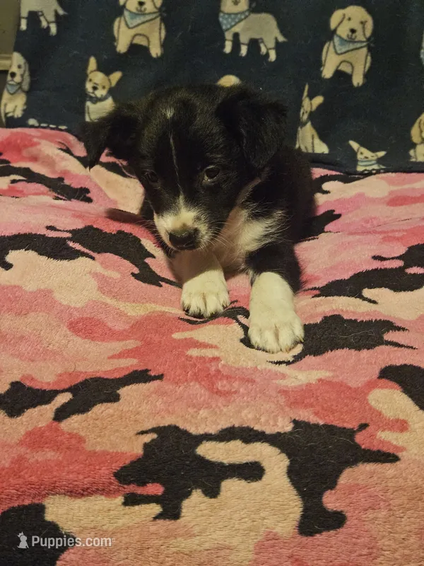 Misty (T-Cup) – Chihuahua puppy for sale in Cape Girardeau, MO