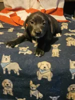 Filly (Lilac Blue Color), a female Border Collie for sale in Cape Girardeau, MO – 8 of 10