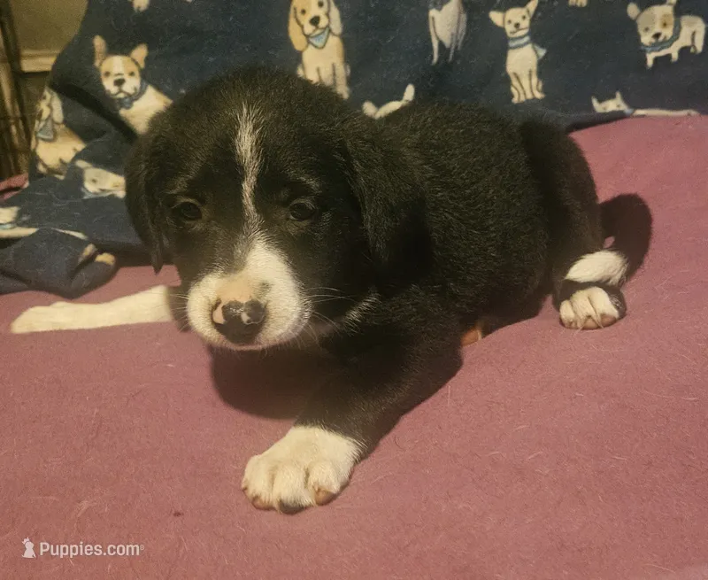GiGi (Call-Text) – Border Collie puppy for sale in Cape Girardeau, MO