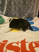 Bo (Perfect Markings), a male Border Collie for sale in Cape Girardeau, MO – 4 of 10