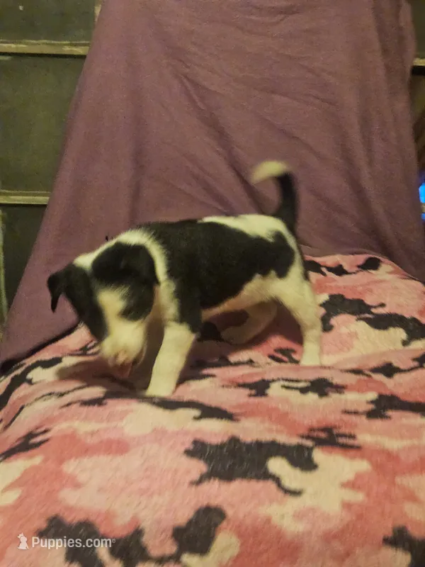 Tia (Call-Text) – Border Collie puppy for sale in Cape Girardeau, MO