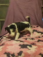 Tia (Call-Text), a female Border Collie for sale in Cape Girardeau, MO – 2 of 10