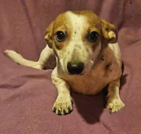 Princess (Trained/Call-Text), a female Chihuahua for sale in Cape Girardeau, MO – 10 of 10